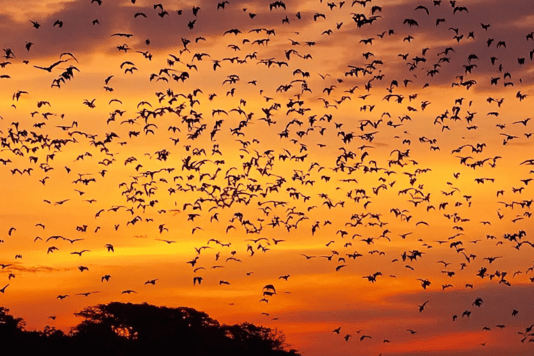 Labuan Bajo Sunset Trip – Explore 3 Destinations