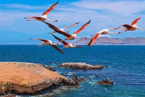 Tour de 1 dia para Ballestas e a Reserva Nacional de Paracas