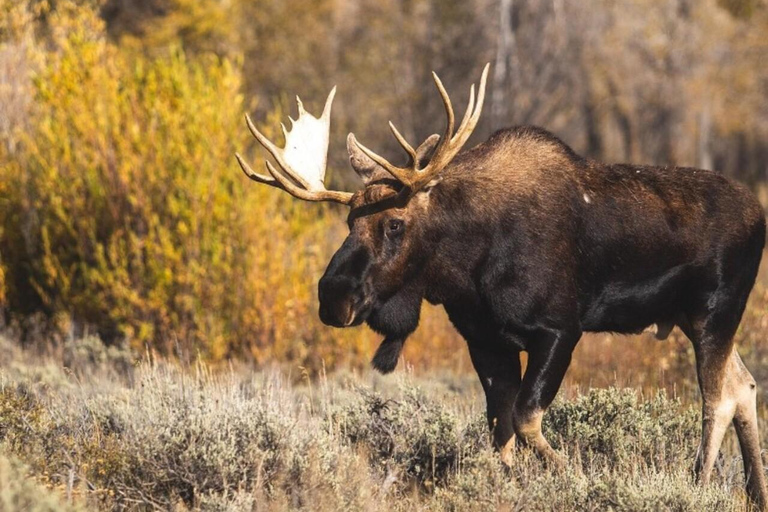 Banff: Twilight Wildlife-Alpine Lakes: Private Sunset Safari Group of 1-2 persons