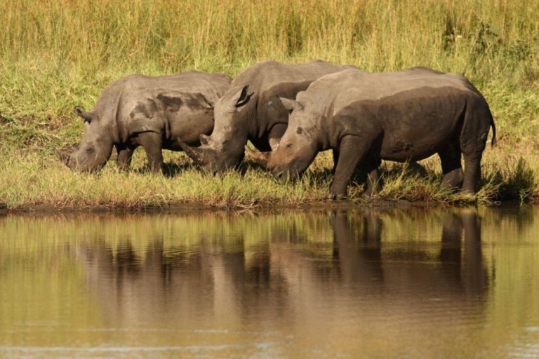 Hluhluwe Imfolozi Game Reserve Całodniowa wycieczka z Durbanu