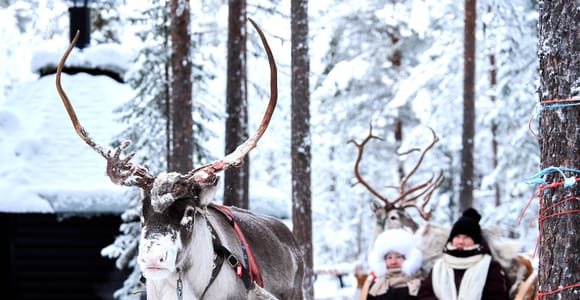 Levi: 1.5 km Reindeer Sleigh Ride in a Magical Forest