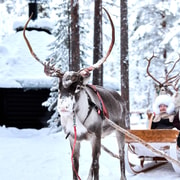 Levi: Reindeer Sleigh Ride 1.5km In Magical Forest
