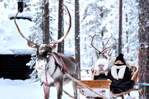 Levi: Reindeer Sleigh Ride 1.5km In Magical Forest