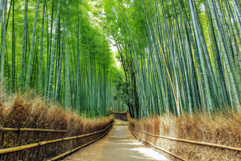 Kyoto/Nara: Private Guided Tour with Hotel Pickup & Drop-off
