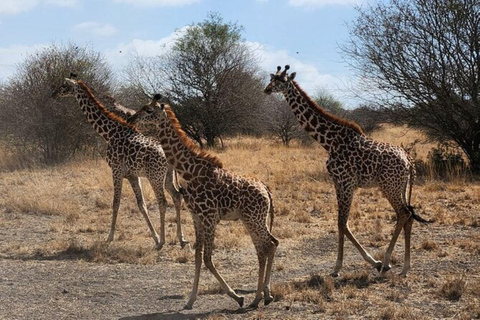 Visite d'une demi-journée du parc national de Nairobi et de la fabrique de perles Kazuri