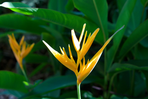 Oahu: Wycieczka prywatna Waikiki - Pełny krąg wysp - Możliwość dostosowania