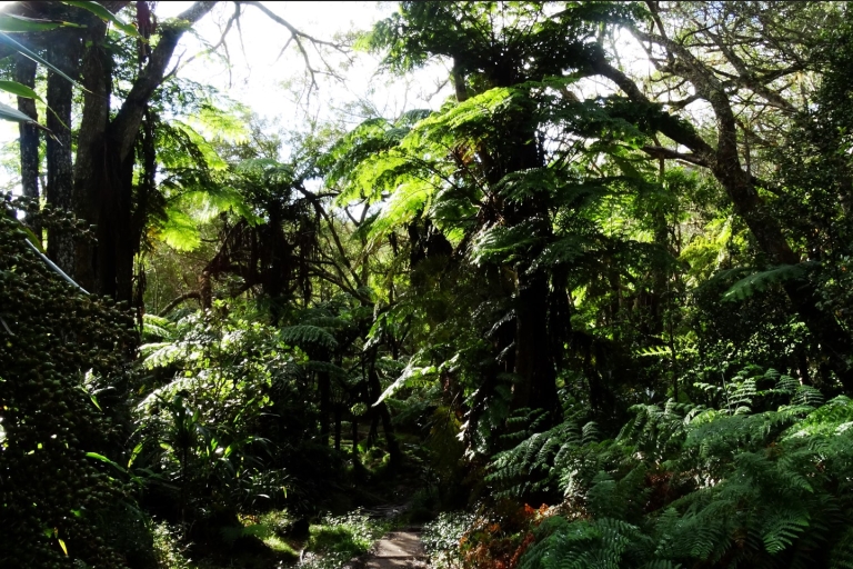 BELOUVA, una aventura en la selva tropical, los mercredosBELOUVA une aventure au cœur de la forêt tropicale.