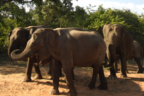 From Ella & Yala Safari and drop Waligama, Mirissa, Tangalle Yala Leopard and Elephants safari Full day