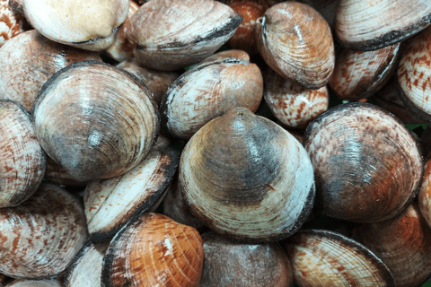 Oosterschelde: Guided Tour in Search of Salty Shellfish