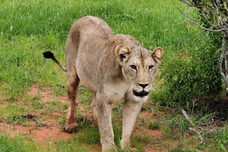 2-Day Tsavo East & Salt Lick Safari–Red Elephants & Treetop