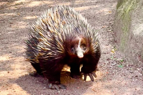Baby Animals, Boomerangs & BBQ Lunch From Sydney: Baby Animals & Boomerangs Tour with BBQ Lunch
