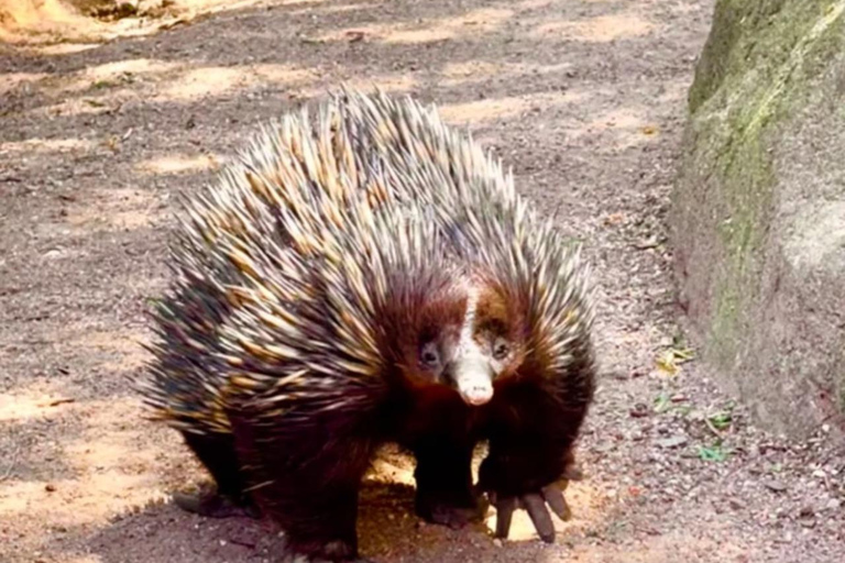 Baby Animals, Boomerangs & BBQ Lunch From Sydney: Baby Animals & Boomerangs Tour with BBQ Lunch