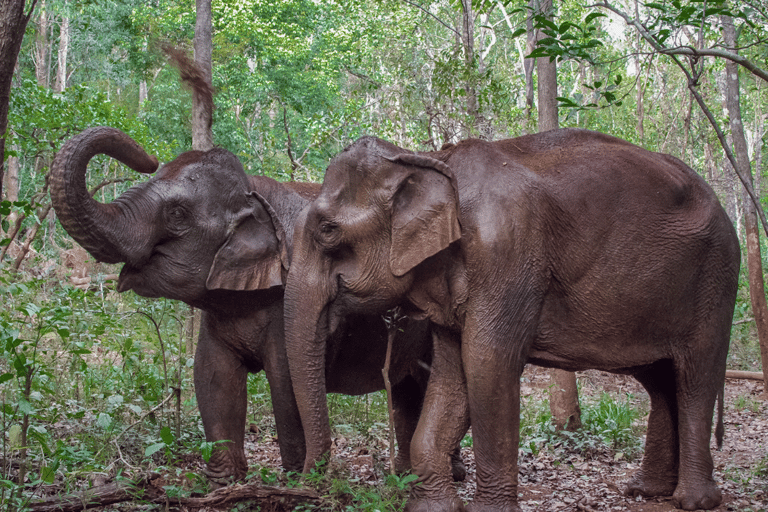 Cambodia Elephant Sanctuary, Pickup and drop off included