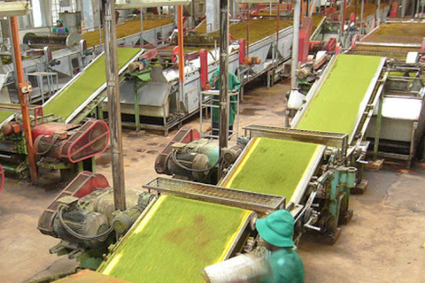 Kericho: Tea Plantation Tour with Tasting and Pickup