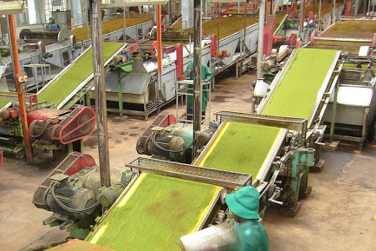 Kericho: Tea Plantation Tour with Tasting and Pickup