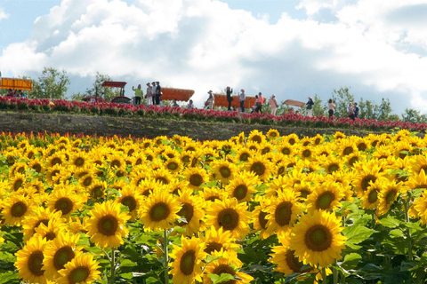 Sapporo Day Tour: Biei Blue Pond & Lavender Farm with Lunch 7:30 Pickup Point + Flower Sea Ticket (with Buffet + Melon)