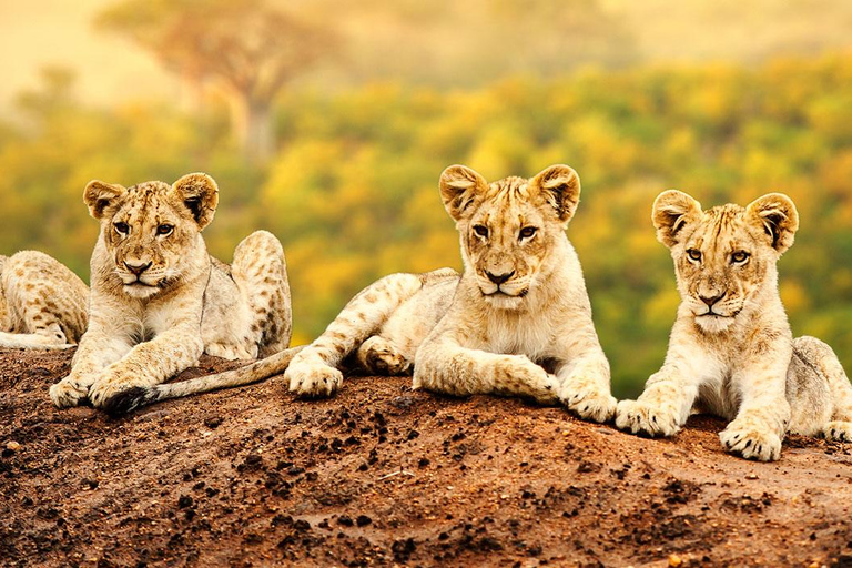 Arusha: 7-Day Safari to Tarangire, Serengeti, and Ngorongoro 7 Days - Tarangire, Serengeti and Ngorongoro Crater