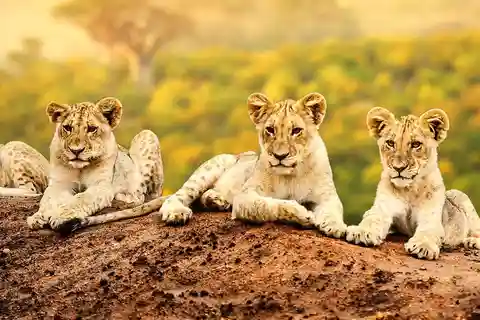 Arusha: Safari de 7 dias em Tarangire, Serengeti e Ngorongoro