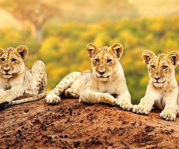Arusha: 7-Day Safari to Tarangire, Serengeti, and Ngorongoro