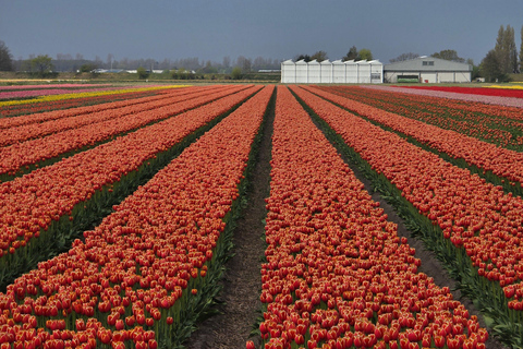 From Amsterdam: Keukenhof Tulips, Windmills & Volendam