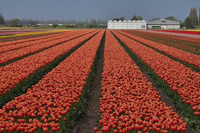 From Amsterdam: Keukenhof Tulips, Windmills & Volendam