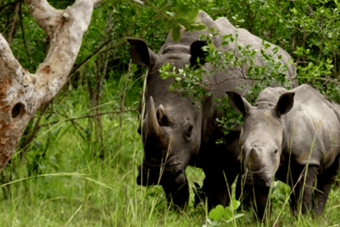 Uganda: 4-Day Wildlife, Rhinos and Chimpanzee Safari
