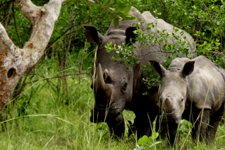 Uganda: 4-Day Wildlife, Rhinos and Chimpanzee Safari