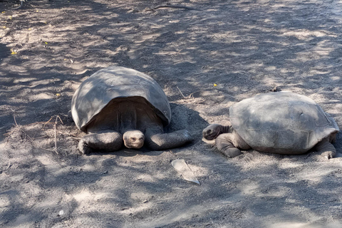 2 DIAS ILHA ISABELA - ILHÉU TINTORERAS E TUNELES CABO ROSA