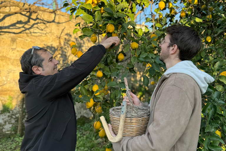 Sorrento: Lemon Picking & Tasting Tour Lemon Picking Experience at Giovanni's Farm