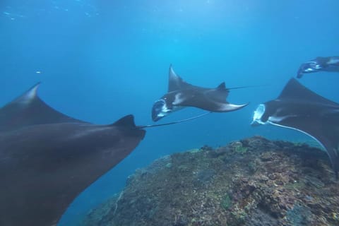 Nusa Penida: Snorkeling With Manta, Turtle & Tropical Fish