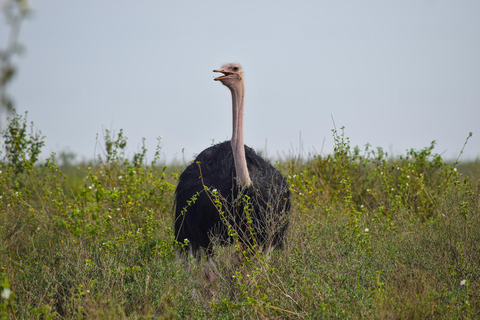 Vanuit Nairobi: 3 dagen, 2 nachten Maasai Mara-groepssafari met terreinwagen