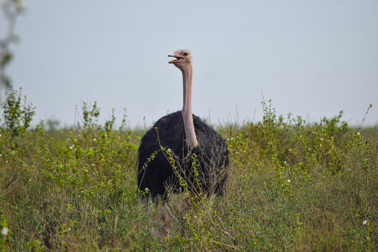 Vanuit Nairobi: 3 dagen, 2 nachten Maasai Mara-groepssafari met terreinwagen