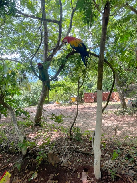 Roatan Sloths + Island Tour | GetYourGuide