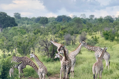 Chobe Overnight Trip (nocna przejażdżka, spacer po wiosce, kemping)
