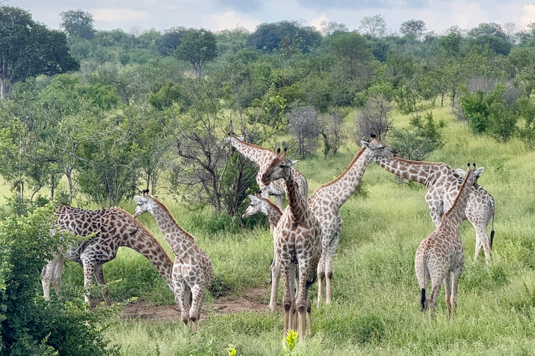 Chobe Overnight Trip (nocna przejażdżka, spacer po wiosce, kemping)