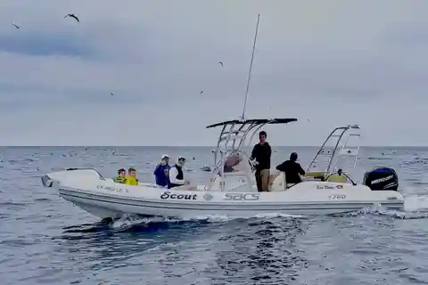 San Diego: Half Day Whale Watch Experience