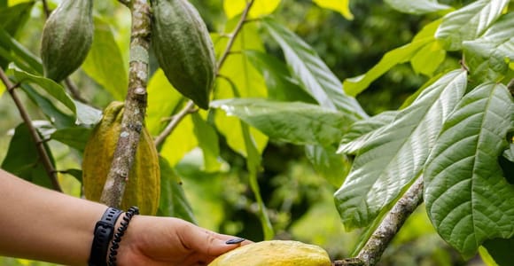La Fortuna: Unlimited Coffee, Honey & Chocolate Tasting Tour