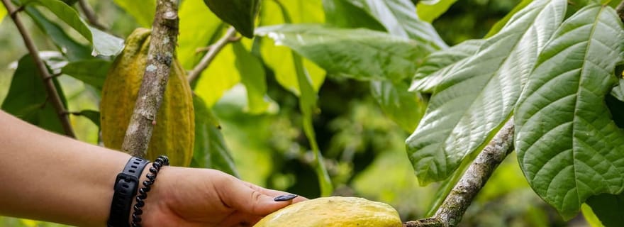 La Fortuna : visite sur le café, le miel et le chocolat