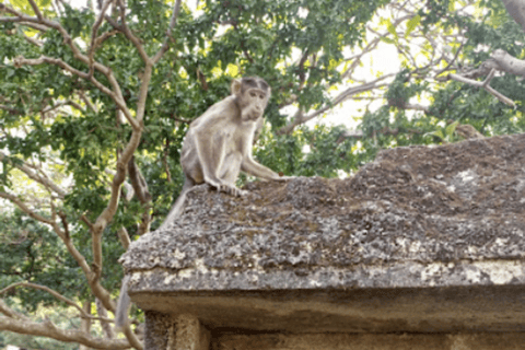 From Mumbai: Half-Day Elephanta Caves Tour with Ferry RidePrivate Tour from Mumbai Port