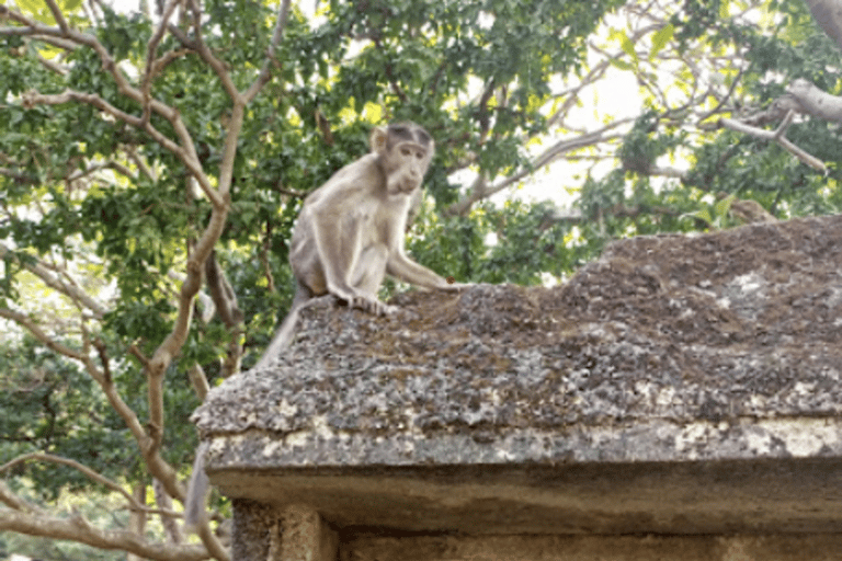 Från Mumbai: Halvdagsutflykt till Elephantas grottor med färjeturPrivat tur från Mumbais hamn