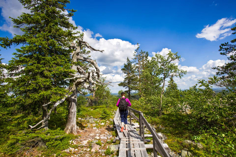 Pyhä-Luosto National Park and Amethyst Mine by Car