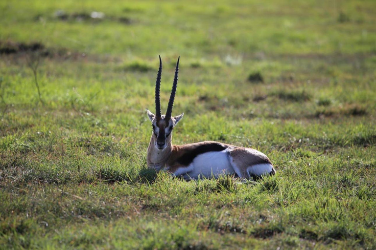 Półdniowa wycieczka do Parku Narodowego Nairobi
