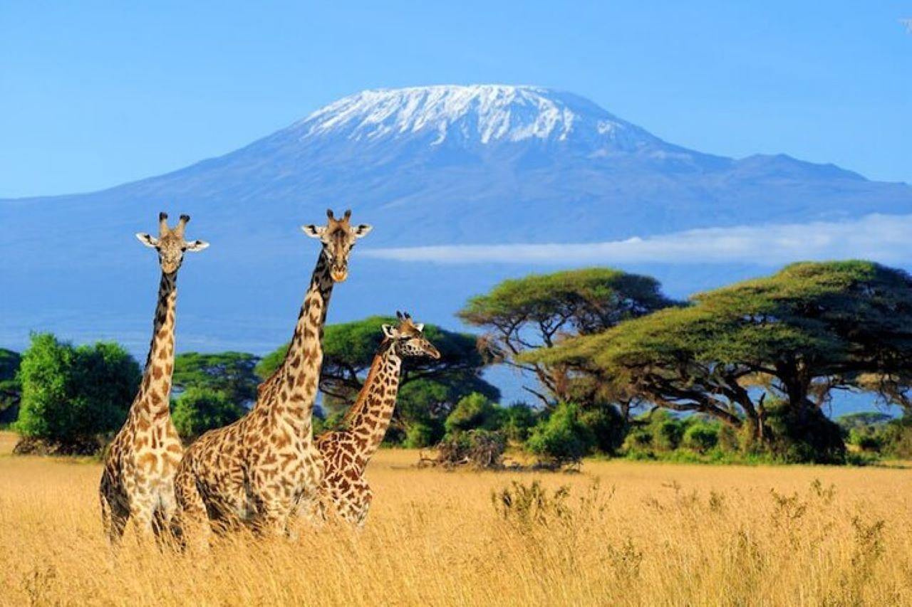 Kenia: 7-tägige Big 5 Safari Tour ab Nairobi