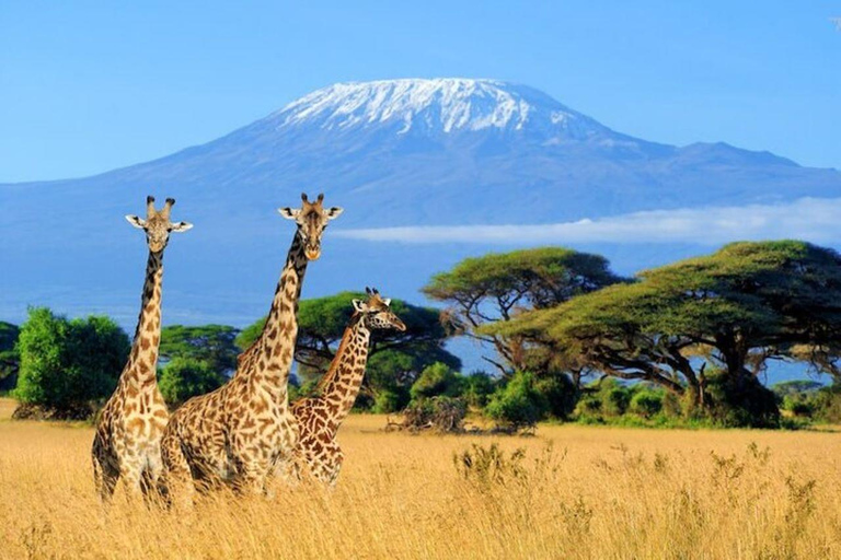 Kenia: Safari de 7 días por los 5 Grandes desde Nairobi