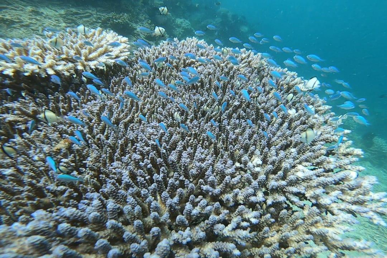Private Snorkeling in Gili Trawangan, meno & air with goopro Option 1:Private Snorkeling in Gili T,meno & air with goopro