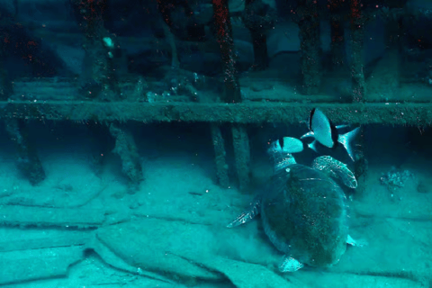 Larnaca: Private Zenobia Wreck with full gear Larnaca: Private Zenobia Wreck with fully gear