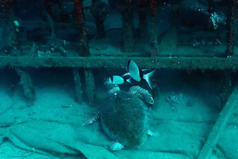 Larnaca: Private Zenobia Wreck with full gear Larnaca: Private Zenobia Wreck with fully gear