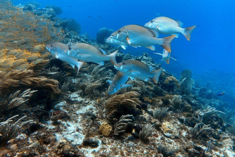 Cancun: Erstes Taucherlebnis mit 2 Tanks