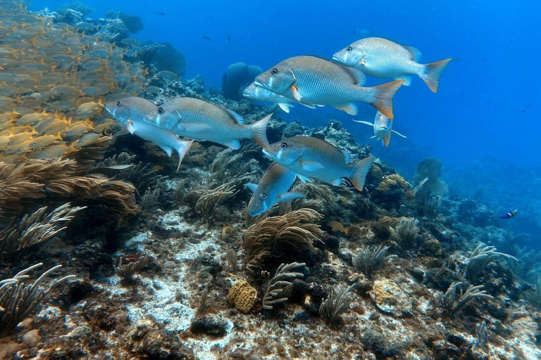 Cancún: Eerste keer duiken met 2 tanks