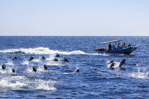 Excursión con delfines, Excursión con estrellas de mar, Laguna Azul, La Roca, Jozani